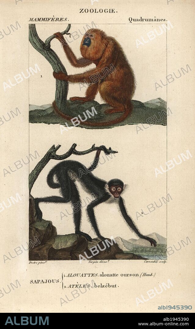 Red howler monkey, Alouatta seniculus, and white-fronted spider monkey, Ateles belzebuth (endangered). Handcoloured copperplate stipple engraving from Frederic Cuvier's "Dictionary of Natural Science: Mammals," Paris, France, 1816. Illustration by J. G. Pretre, engraved by Carnonkel, directed by Pierre Jean-Francois Turpin, and published by F.G. Levrault. Jean Gabriel Pretre (1780~1845) was painter of natural history at Empress Josephine's zoo and later became artist to the Museum of Natural History. Turpin (1775-1840) is considered one of the greatest French botanical illustrators of the 19th century.
