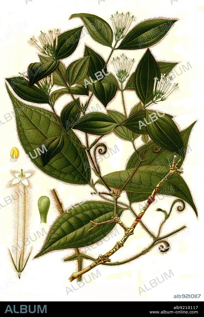 Medicinal plant, Strychnos (Strychnos) toxifera, Curare, genus of the gruel nuts, especially Strychnos toxifera, Historical, digitally restored reproduction from an 18th century original.