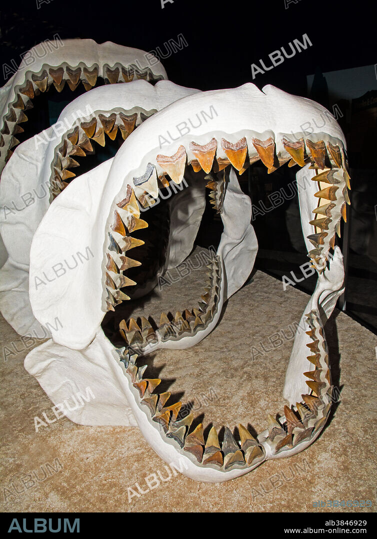 Megalodon jaws models. Carcharodon Megalodon. University of Florida Natural History Museum.
