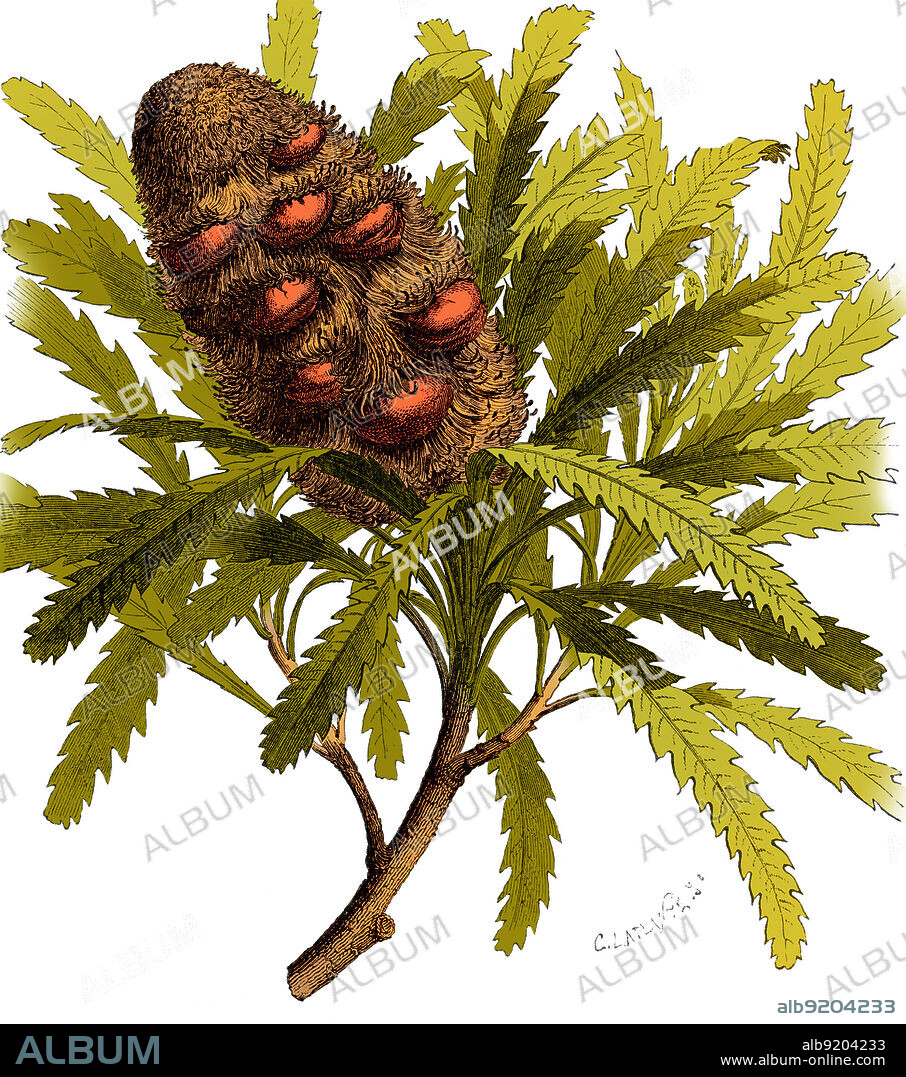 Early Banksia Fruit, Illustration