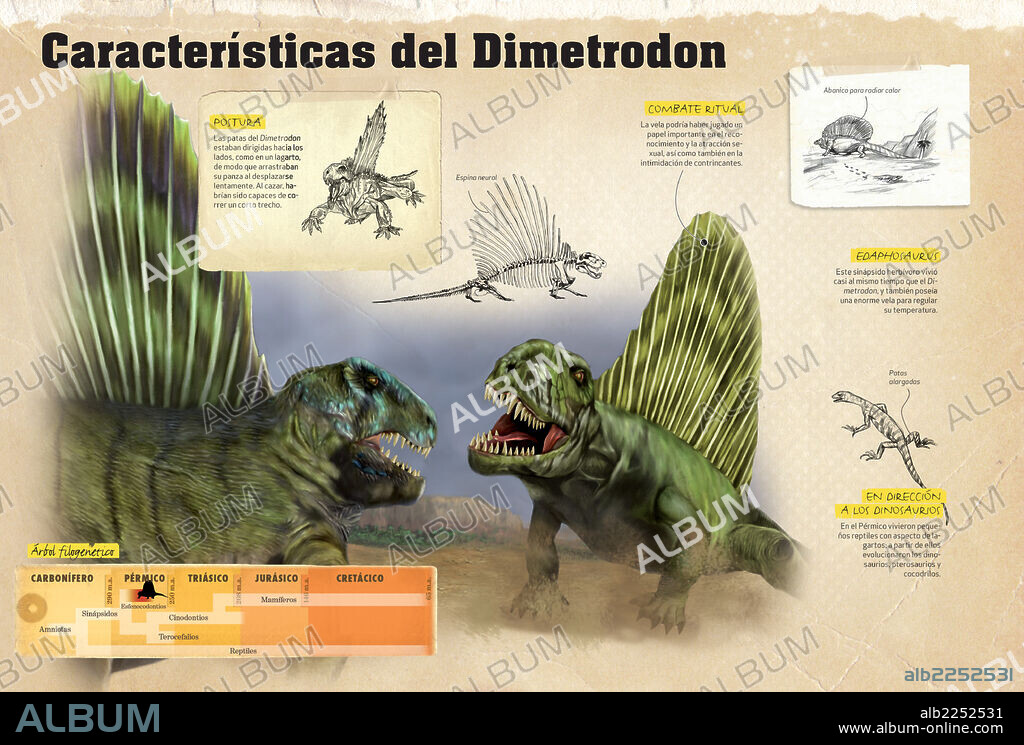 Características del Dimetrodon. Infografía sobre la postura y combate ritual del Dimetrodon, depredador del Pérmico de la era Paleozoica.