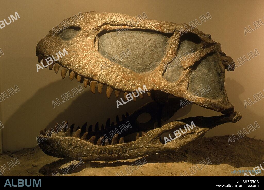 Skull of Abelisaurus comahuensis, a theropod dinosaur from the Upper Cretaceous Period in Patagonia, Argentina.