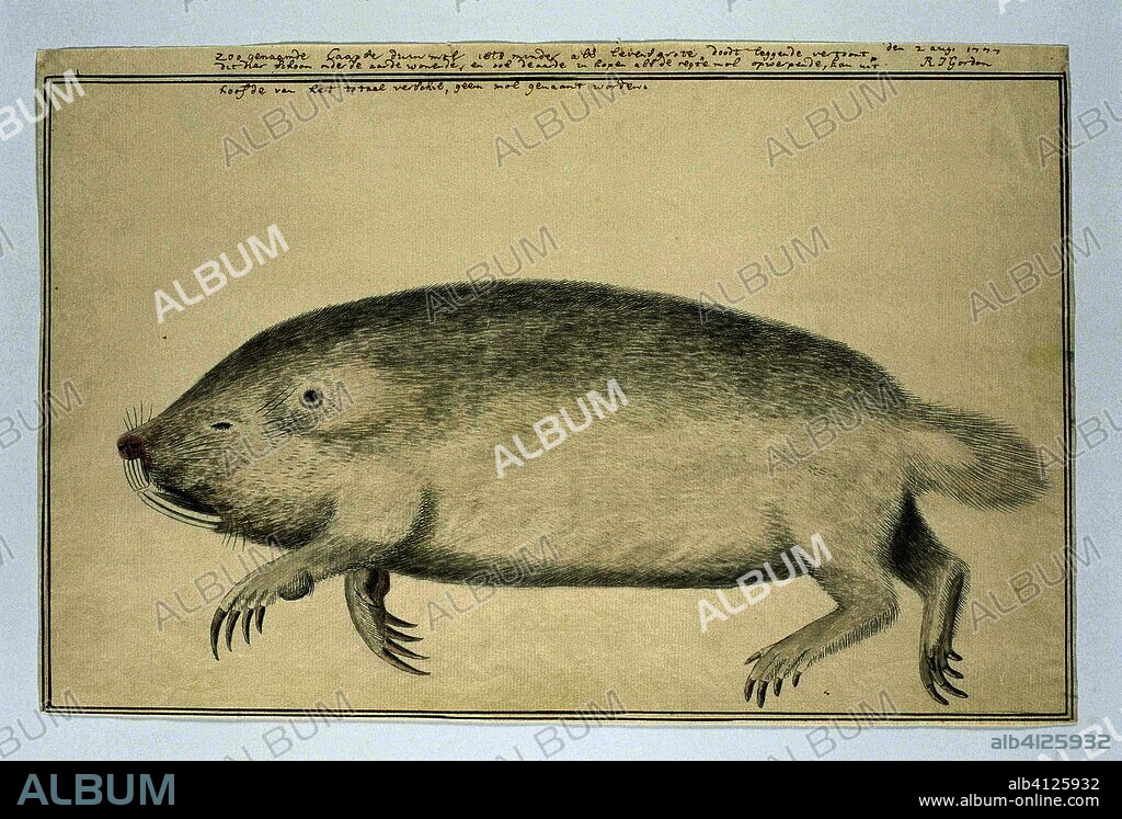Bathyergus suillus (Cape dune mole-rat). Draughtsman: Robert Jacob Gordon. Dating: 2-Aug-1777. Measurements: h 660 mm × w 480 mm; h 229 mm × w 549 mm; h 213 mm × w 549 mm.