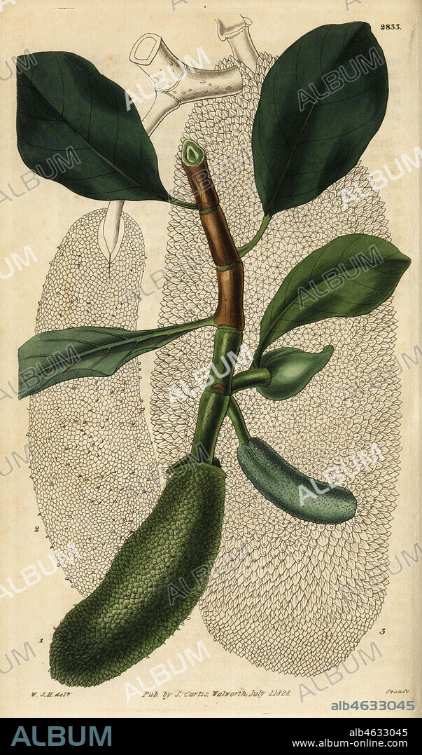Cempedak, Artocarpus integer. (Jack tree or entire-leaved breadfruit, Artocarpus integrifolia.) Handcoloured copperplate engraving by Swan after an illustration by William Jackson Hooker from Samuel Curtis' Botanical Magazine, London, 1828.
