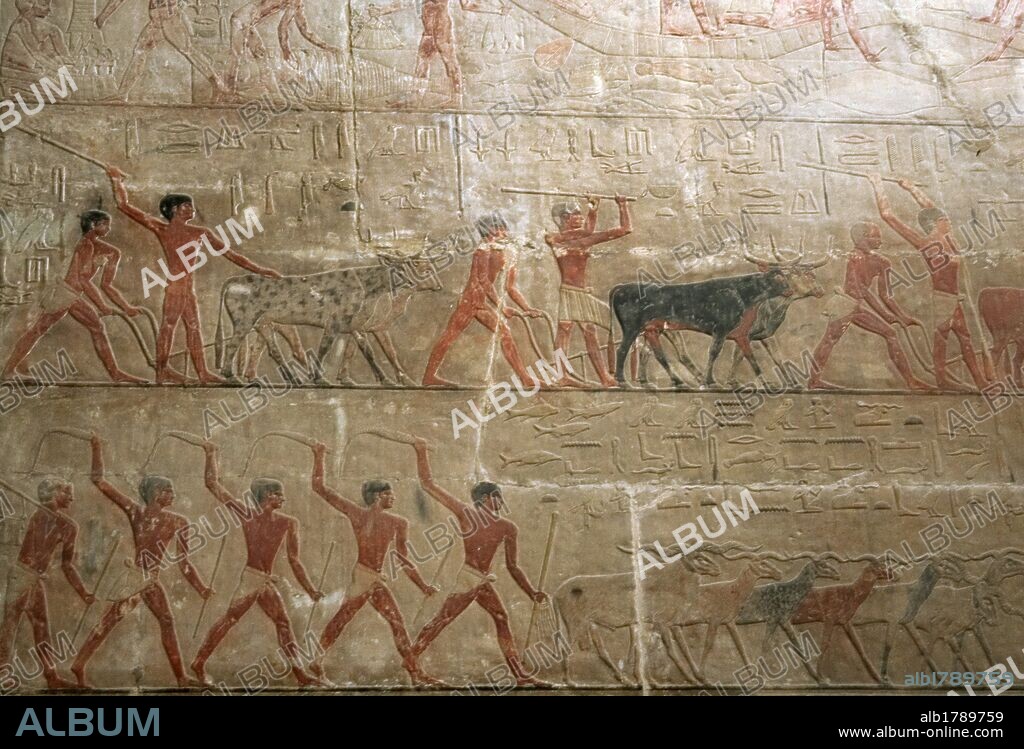 ARTE EGIPCIO. EGIPTO. Relieves policromados del interior de la MASTABA DE TI. Importante personaje de la corte de finales V DINASTIA. IMPERIO ANTIGUO. Escenas AGRICOLAS Y DE CRIA DE GANADO. NECROPOLIS DE SAKKARA.