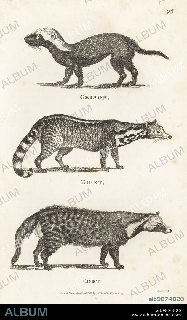 Greater grison, Galictis vittata, large Indian civet, Viverra zibetha, and African civet, Civettictis civetta. Grison, Viverra vittata, zibet, Viverra zibetha, civet, Viverra civetta. Copperplate engraving by James Heath from George Shaws General Zoology: Mammalia, G. Kearsley, Fleet Street, London, 1800.