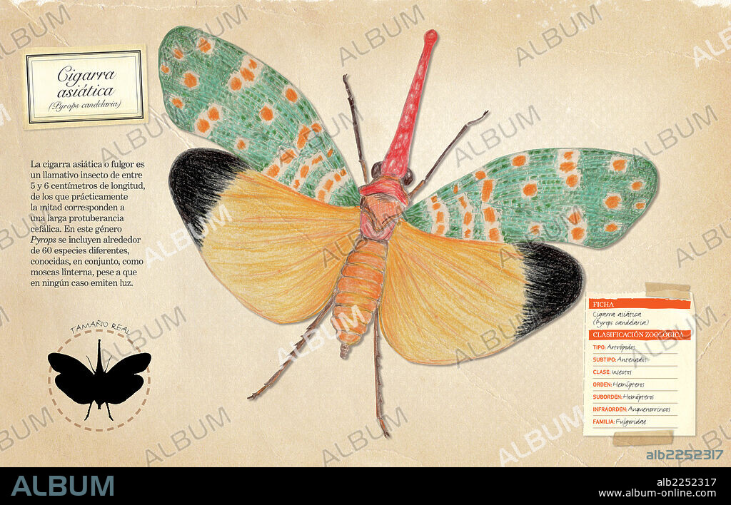 Asian cicada. Fact sheet and zoological classification of Asian cicada (Pyrops candelaria).