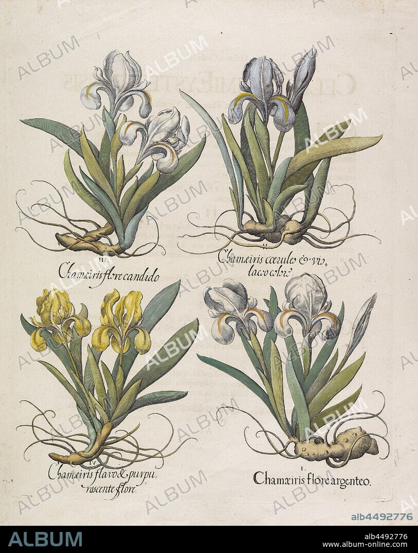 BASILIUS BESLER. Chamaeiris flore.