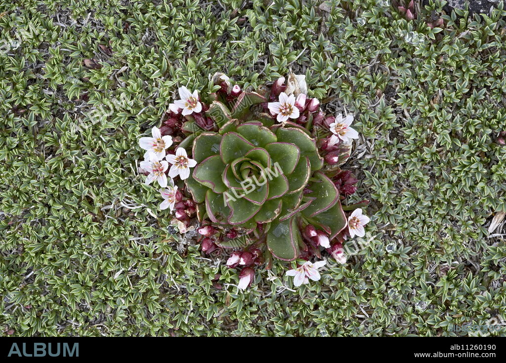 Alpine springbeauty (Claytonia megarhiza), Mount Evans, Colorado, United States of America, North America.