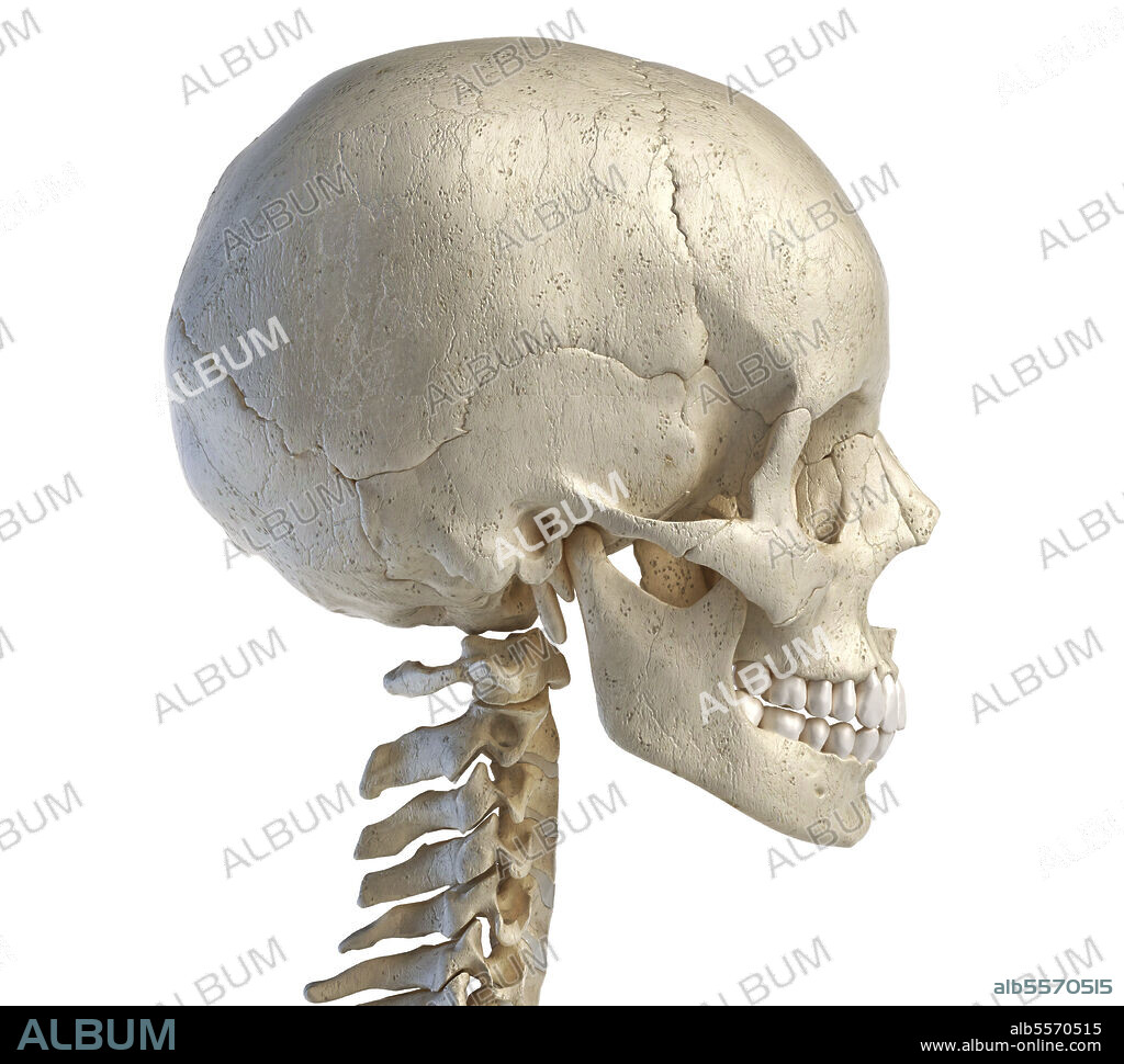 3D illustration of the human skull, lateral view on white background.