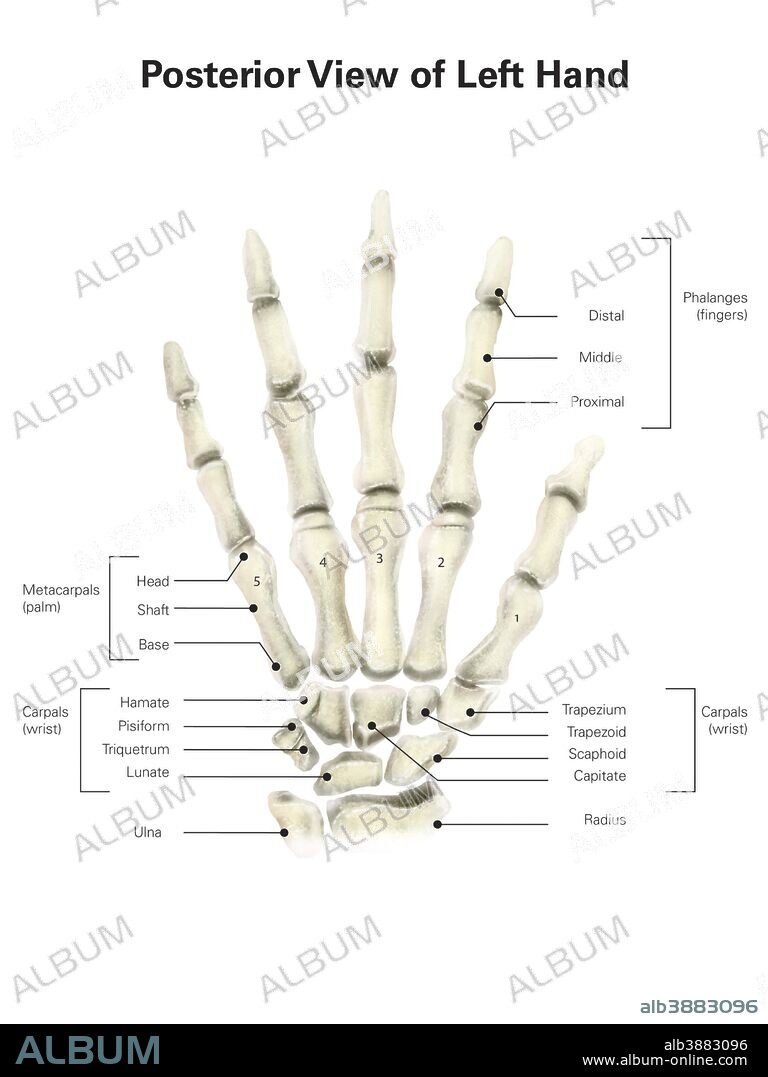 Posterior view of left hand, with labels.