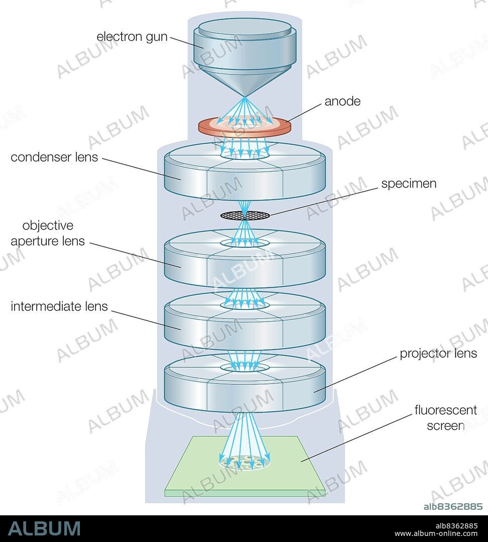 The components of a transmission electron microscope (TEM).