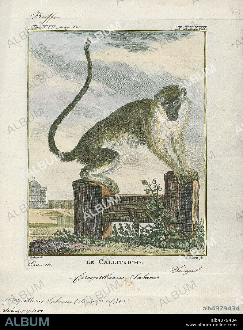 Cercopithecus sabaeus, Print, The green monkey (Chlorocebus sabaeus), also known as the sabaeus monkey or the callithrix monkey, is an Old World monkey with golden-green fur and pale hands and feet. The tip of the tail is golden yellow as are the backs of the thighs and cheek whiskers. It does not have a distinguishing band of fur on the brow, like other Chlorocebus species, and males have a pale blue scrotum. Some authorities consider this and all of the members of the genus Chlorocebus to be a single widespread species, Chlorocebus aethiops., 1700-1880.