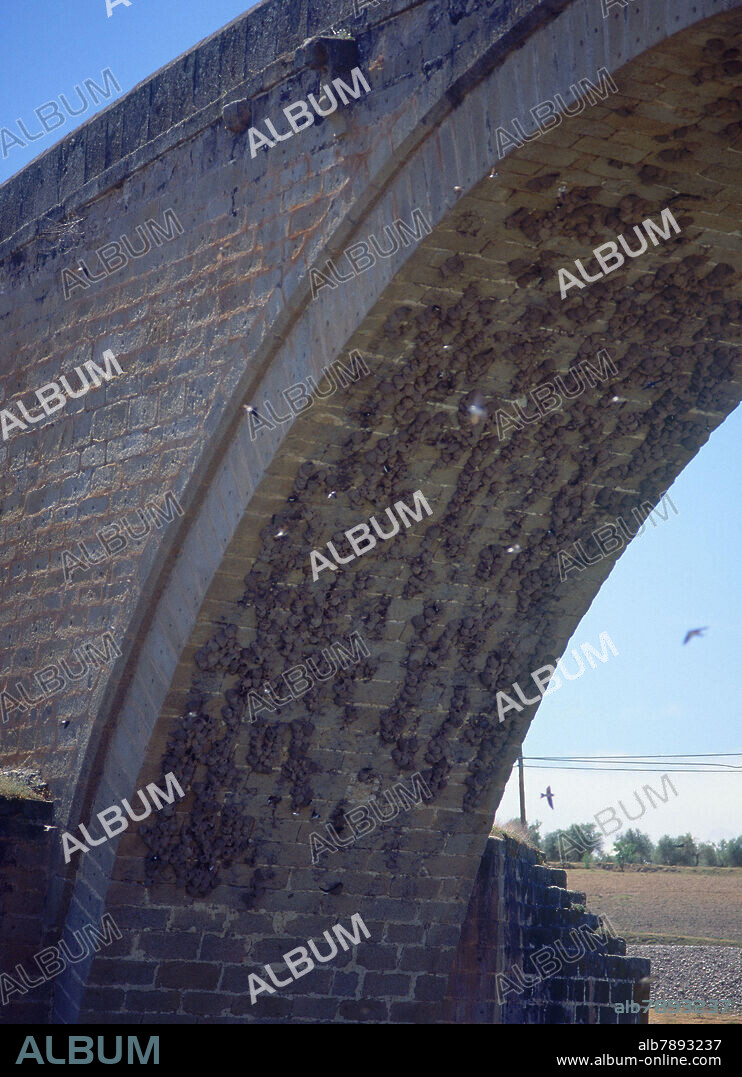 NIDOS DE BARRO DE AVION COMUN EN EL INTRADOS DE UNO DE LOS ARCOS DEL PUENTE MEDIEVAL - FOTO AÑOS 90.