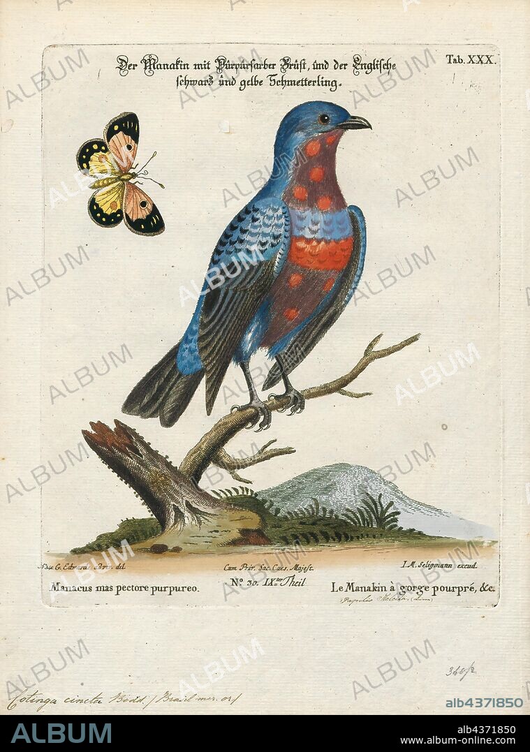 Cotinga cincta, Print, The cotingas are a large family, Cotingidae, of suboscine passerine birds found in Central America and tropical South America. Cotingas are birds of forests or forest edges, that are primary frugivorous. They all have broad bills with hooked tips, rounded wings, and strong legs. They range in size from 12–13 cm (4.7–5.1 in) of the fiery-throated fruiteater (Pipreola chlorolepidota) up to 48–51 cm (19–20 in) of the Amazonian umbrellabird (Cephalopterus ornatus)., 1700-1880.