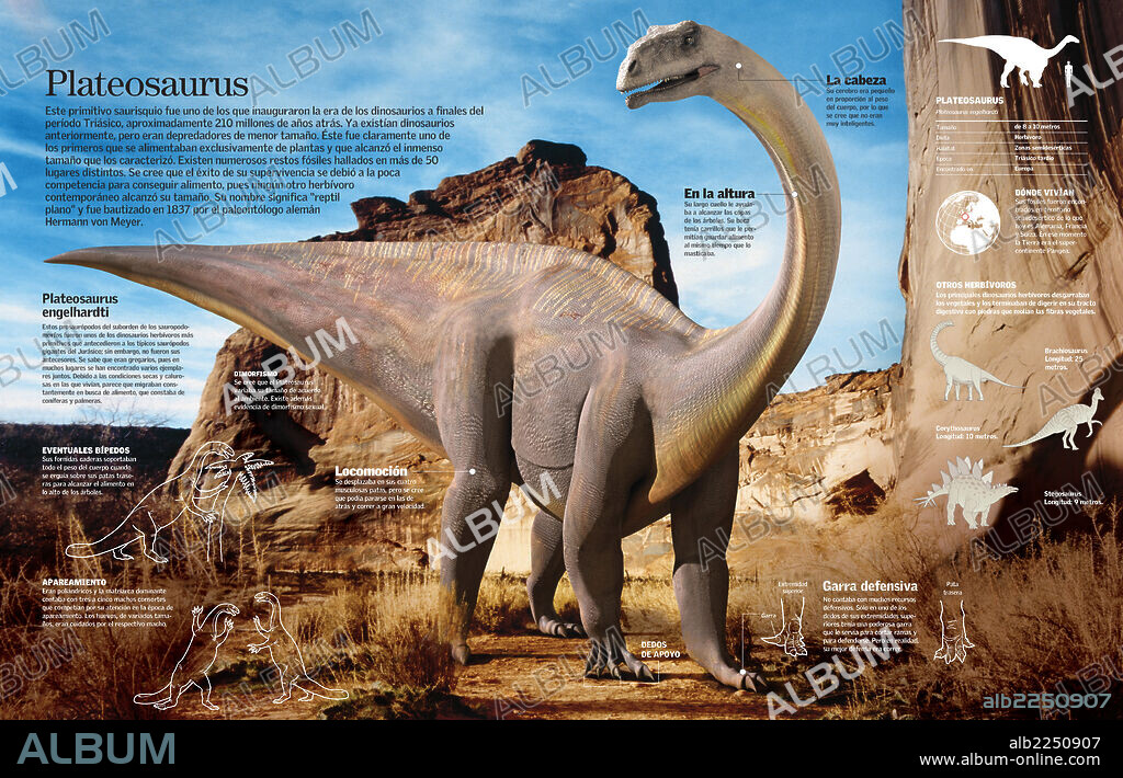 Plateosaurus. Infographic of the dinosaur Plateosaurus, the first plant-eating dinosaur that lived during the Triassic period.