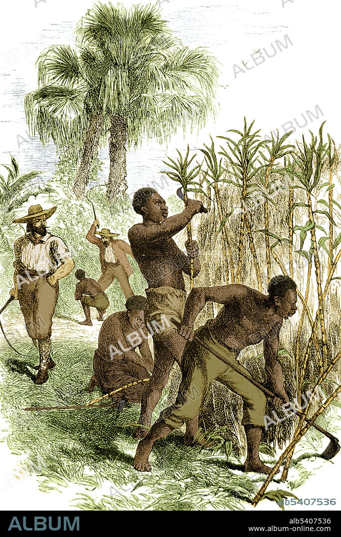 Coloured illustration of slaves in a sugar plantation. The Atlantic slave trade involved the transportation by slave traders of enslaved African people, mainly to the Americas. The vast majority of those who were enslaved and transported in the transatlantic slave trade were Africans from central and western Africa, who had been sold by other West Africans to Western European slave traders, who brought them to the Americas. The South Atlantic and Caribbean economies especially were dependent on the supply of secure labour for the production of commodity crops, making goods and clothing to sell in Europe. No artist credited, undated.