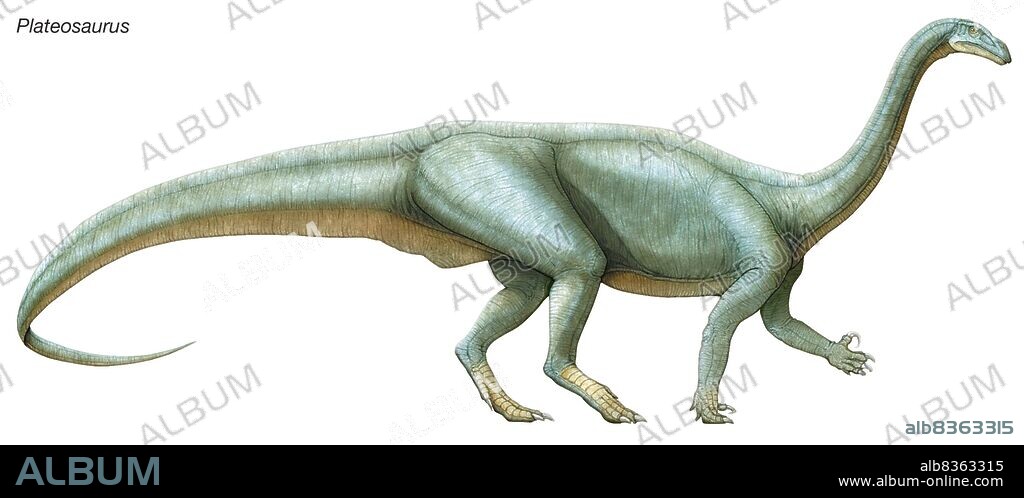 Plateosaurus, "flat lizard," a late Triassic herbivore. It may have reared up and used its long neck to reach high vegetation.
