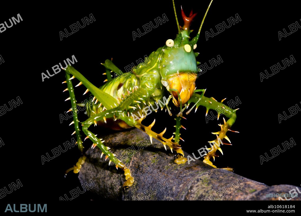 The Thorny Devil Katydid (Panacanthus cuspidatus) also known as the Spiny Devil Katydid, is one of the scariest looking 3 inch long animals on the planet. One of 6500 species of kaydids, this particular one has a red, five-pointed horn sticking up out of its head as well as spikes on its legs. Like a grasshopper or cricket, it rubs its hind legs together to call females. The Thorny Devil is not known to back down potential predators, including attempts to fend off monkeys. Photographed in Amazonian Peru, 2016.