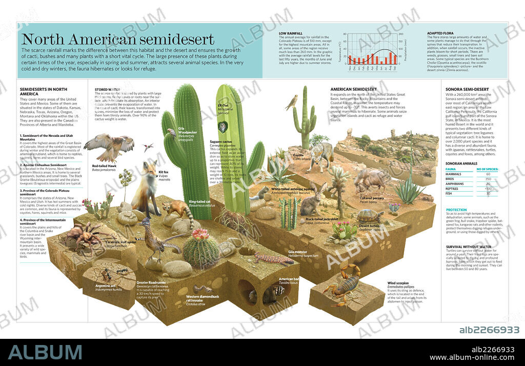 El semidesierto norteamericano. Infografía sobre las características climáticas, la flora y la fauna del semidesierto norteamericano.