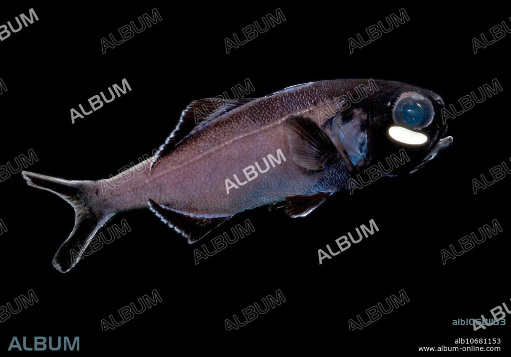Flashlight fish are in the family Anomalopidae. The Splitfin or Giant Flashlight Fish, Anomalops katoptron, is the largest of the Flashlight Fish and is native to the Indo-Pacific. Flashlight Fish are famous for their bioluminescent organs (photophores) below each eye. The organ accommodates live bioluminescent bacteria that produce a bright white, greenish, or slightly blue light. The bacteria and the fish are truly engaged in a symbiotic relationship. The fish needs the light to find food and communicate to other Flashlight Fish; the bacteria can not survive long-term any place else on Earth but inside the photophores of their respective Flashlight Fish species. In Anomalops, the organ can be rotated outward or inward, likewise flashing the light on.