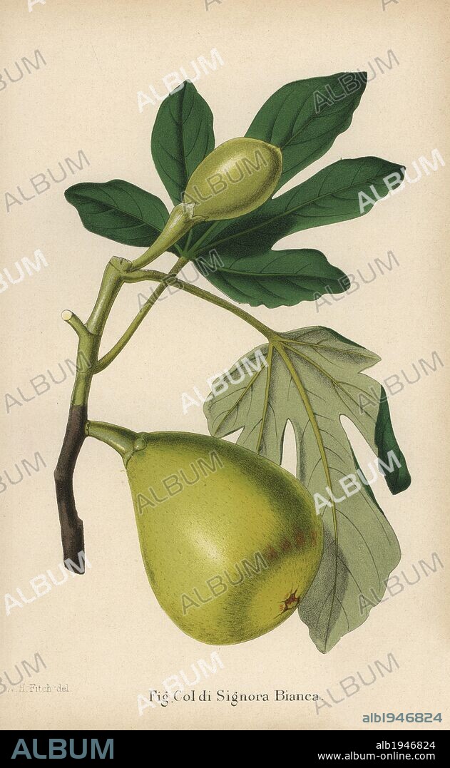 Fig cultivar, Coldi Signora bianca, Ficus carica. Chromolithograph from "The Florist and Pomologist" Robert Hogg, London, published from 1878 to 1884. 251 hand-coloured and chromolithographic plates of fruit and flowers. Drawn by Walter Hood Fitch, Miss E. Regel, and J.L. Macfarlane, lithographed by G. Severeyns, Pannemaeker and Stroobant, Belgium.