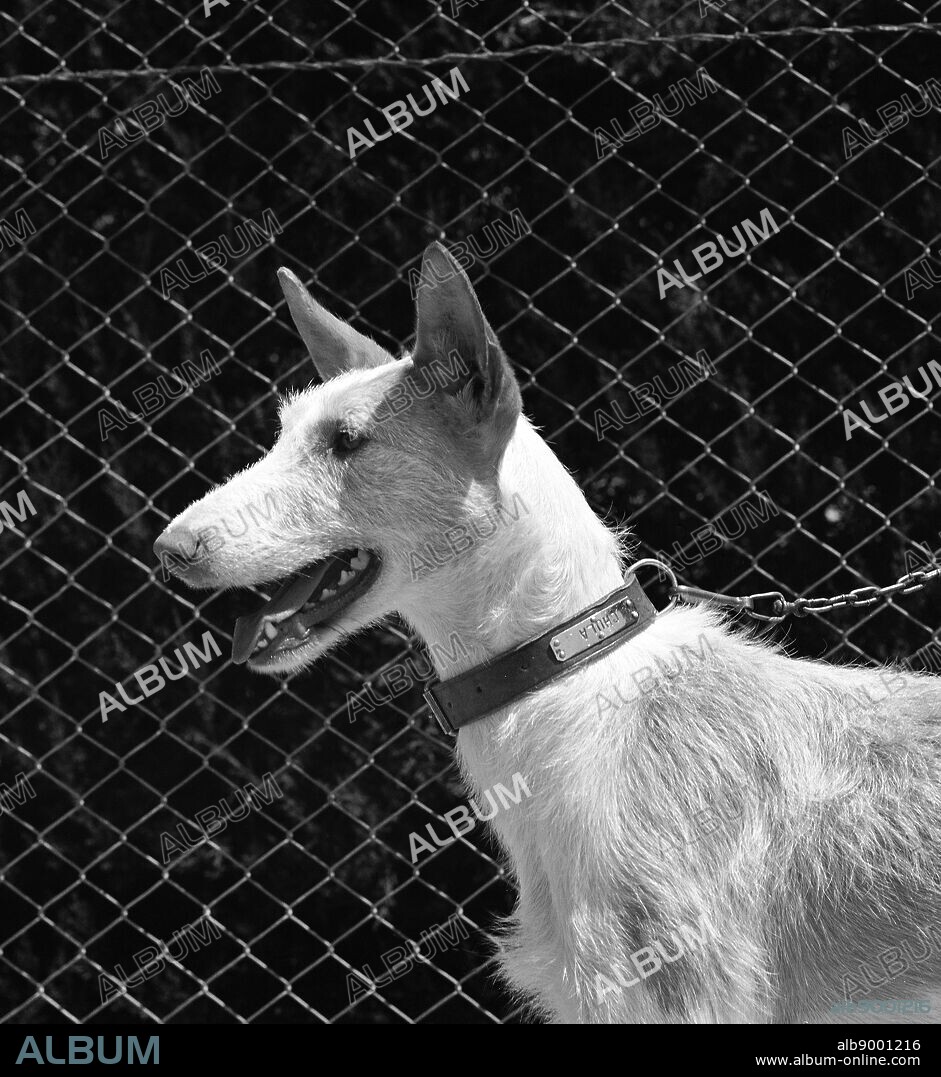 PODENCO IBICENCO - FOTOGRAFIA EN BLANCO Y NEGRO - AÑOS 60.