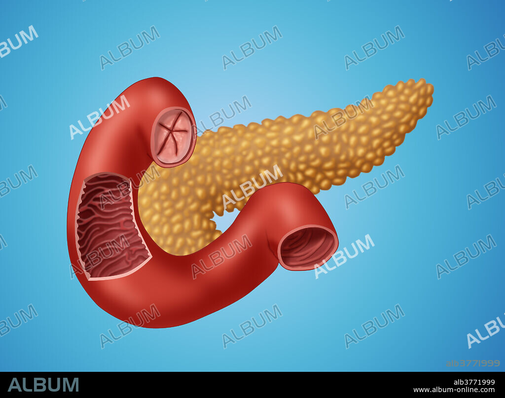 Illustration of a human pancreas, shown here with part of the small intestine. A portion of the intestine is cut away to reveal valves of kerckring (circular folds).
