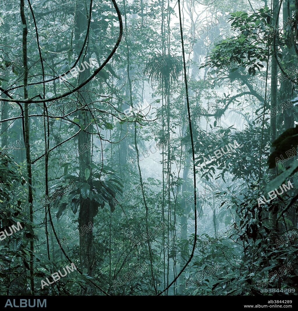 The rainforest of Venezuela.