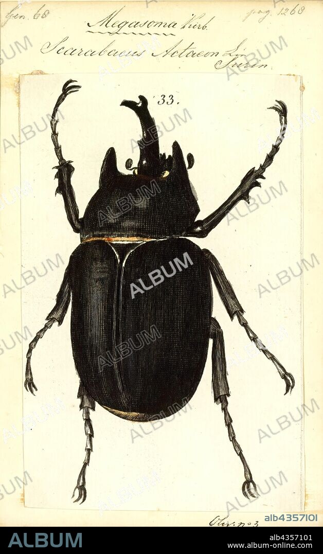 Megasoma, Print, Megasoma is a rhinoceros beetle genus. Commonly known as the elephant beetles, Megasoma species are found from the southern half of North America to most of South America.