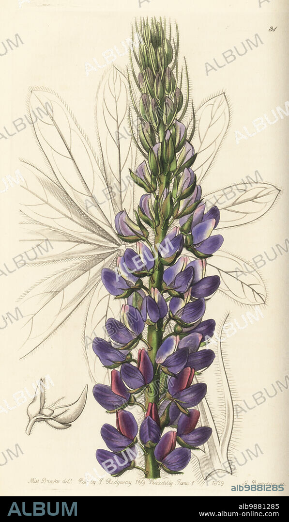 Lupinus ehrenbergii var. ehrenbergii. Mr Hartweg's lupine or lupin, Lupinus hartwegii. Native to Mexico, found by plant hunter Karl Theodor Hartweg. Handcoloured copperplate engraving by George Barclay after a botanical illustration by Sarah Drake from Edwards Botanical Register, edited by John Lindley, published by James Ridgway, London, 1839.