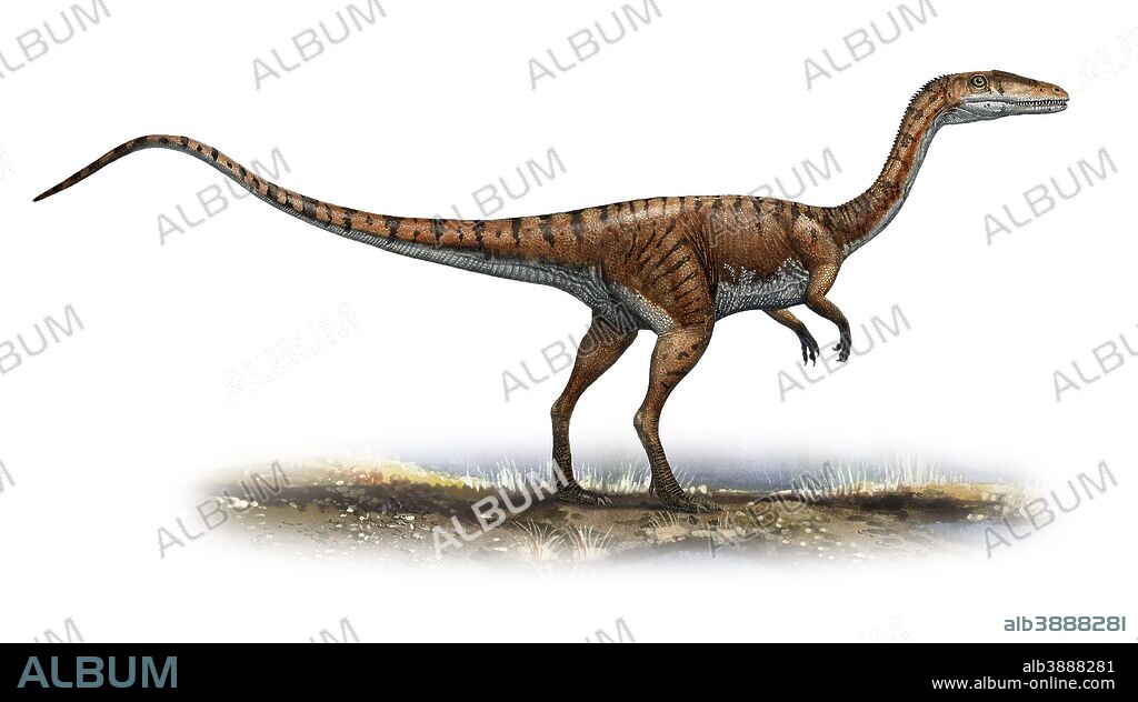 Coelophysis bauri, a prehistoric era dinosaur from the Late Triassic period.