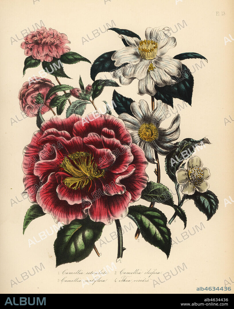 Reticulated-leaved camellia, Camellia reticulata, oil-bearing camellia, Camellia oleifera, apple-blossom-flowering camellia, Camellia maliflora, and green tea, Camellia sinensis (Thea viridis). Handfinished chromolithograph by Noel Humphreys after an illustration by Jane Loudon from Mrs. Jane Loudon's Ladies Flower Garden or Ornamental Greenhouse Plants, William S. Orr, London, 1849.