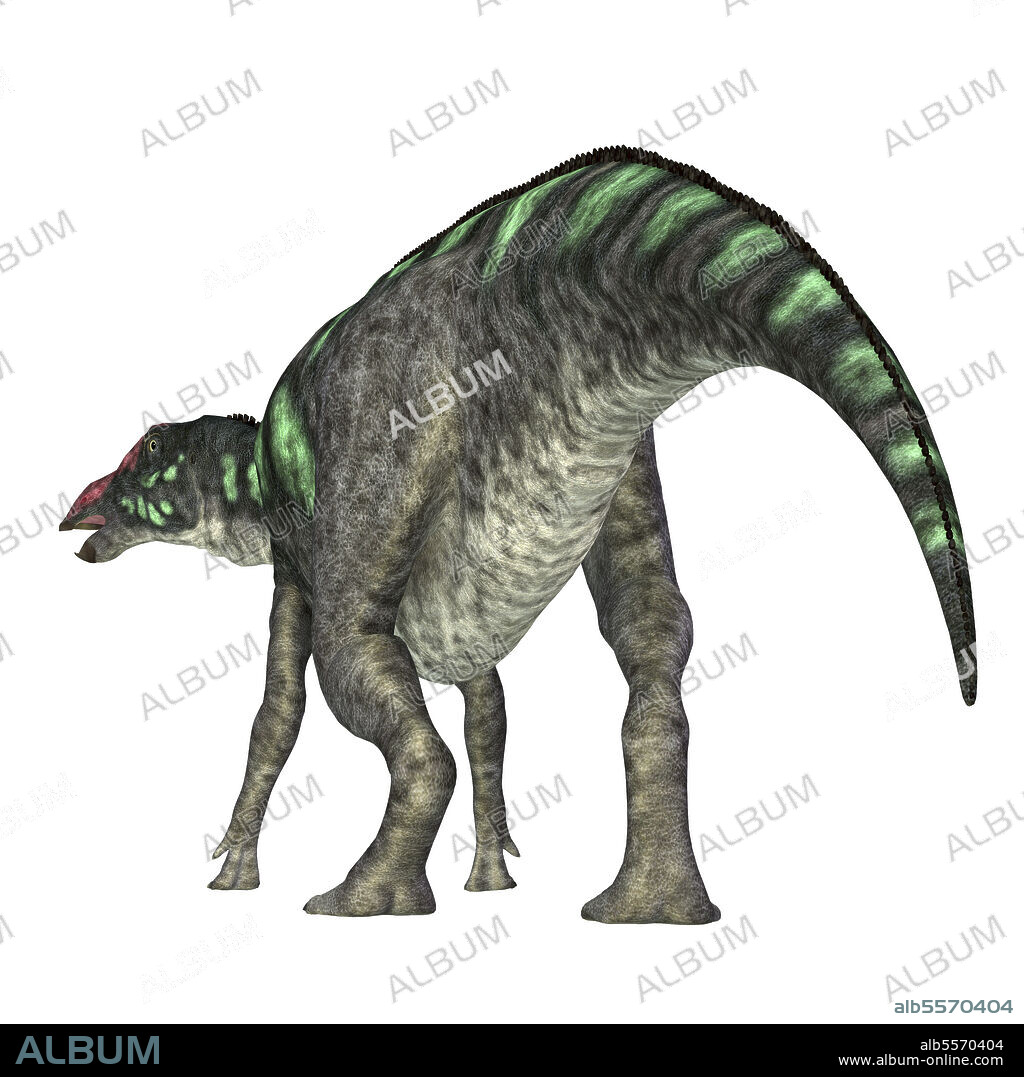 Maiasaura dinosaur, rear view on white background. Maiasaura was a herbivorous duck-billed hadrosaur dinosaur that lived in Montana during the Cretaceous Period.