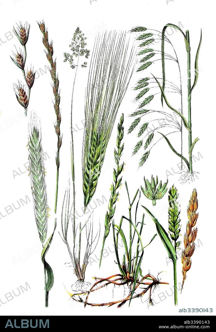 Darnel, poison darnel, darnel ryegrass, Lolium temulentum (1. und 2. left top), Rye, Secale cereale (bottem left),  Kentucky bluegrass, smooth meadow-grass, Poa pratensis (2. von left bottem), Barley, Hordeum vulgare (center, 4. von left),  couch grass, Elymus repens (bottem, 3. und 4. von left), bread wheat, Triticum aestivum (right bottem), rye brome, Bromus secalinus (top right).