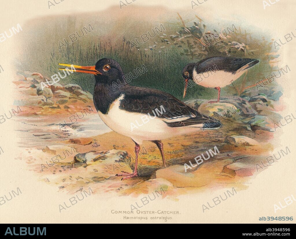 'Common Oyster-Catcher (Haematopus ostralegus)', 1900, (1900). From The Game Birds and Wild Fowl of The British Islands, by Charles Dixon, illustrated by Charles Whymper. [Pawson & Brailsford, Sheffield, 1900].