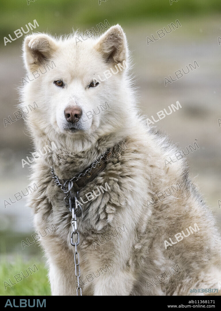 Adult Greenland dog (Canis familiaris) kept on chain as sled dogs in Sisimiut, Greenland, Denmark, Polar Regions.