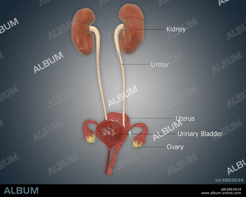 Anatomy of female uterus with ovaries, kidney and bladder.