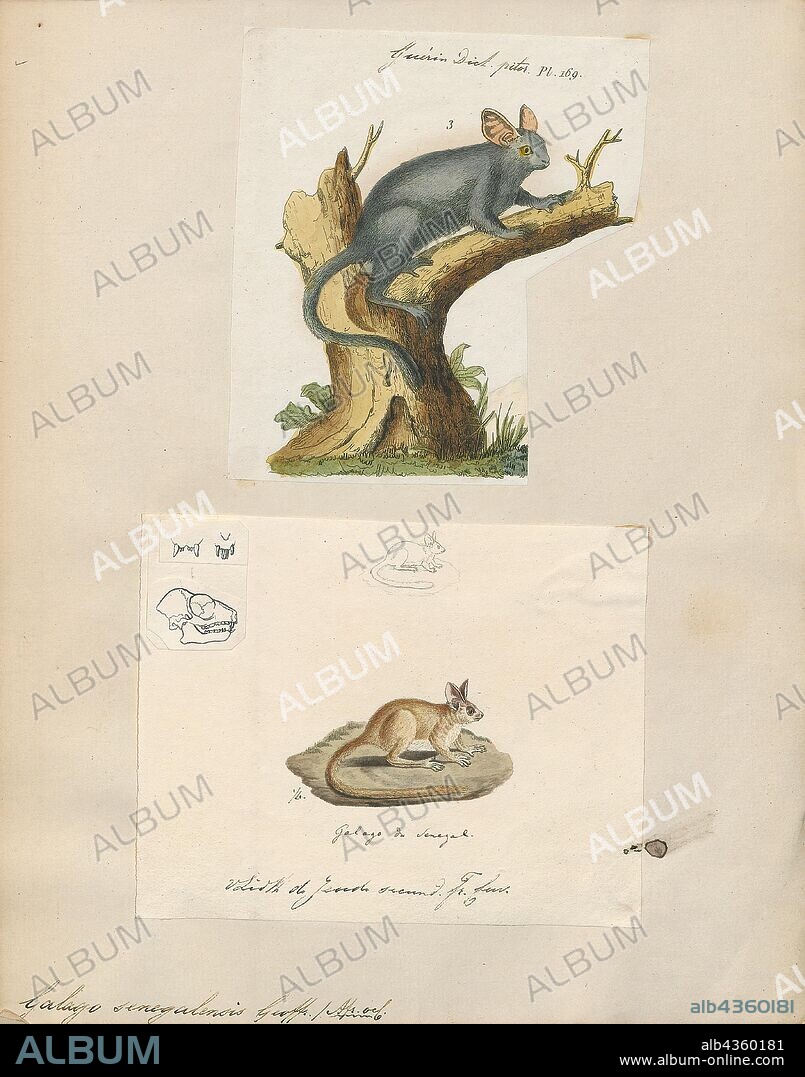 Galago senegalensis, Print, The Senegal bushbaby (Galago senegalensis), also known as the Senegal galago, the lesser galago or the lesser bush baby, is a small, nocturnal primate, a member of the galago family Galagidae., 1700-1880.