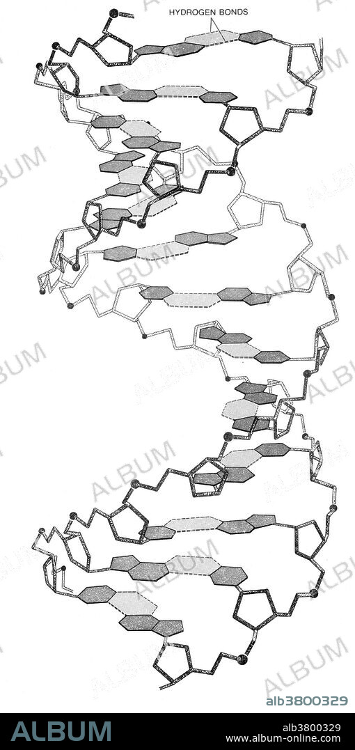 Watson-Crick Model, 1953