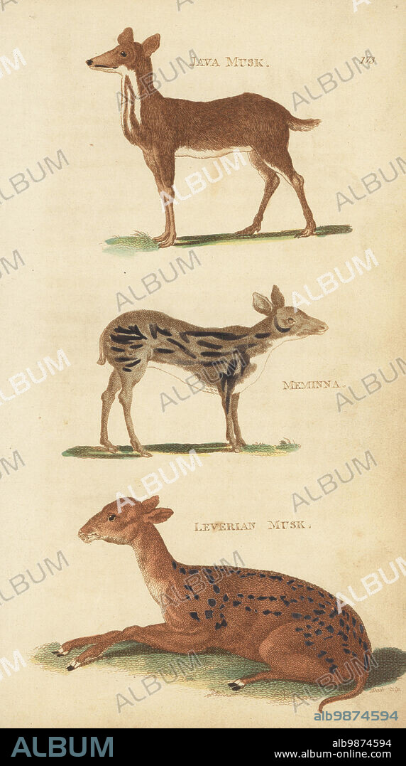 Java mouse-deer, Tragulus javanicus, Sri Lankan spotted chevrotain, Moschiola meminna, and the fawn of a red brocket, Mazama americana. (Java musk, Moschus javanicus, meminna, Moschus meminna, and Leverian musk, Moschus delicatulus.) Handcoloured copperplate engraving by James Heath from George Shaw's General Zoology: Mammalia, Thomas Davison, London, 1801.