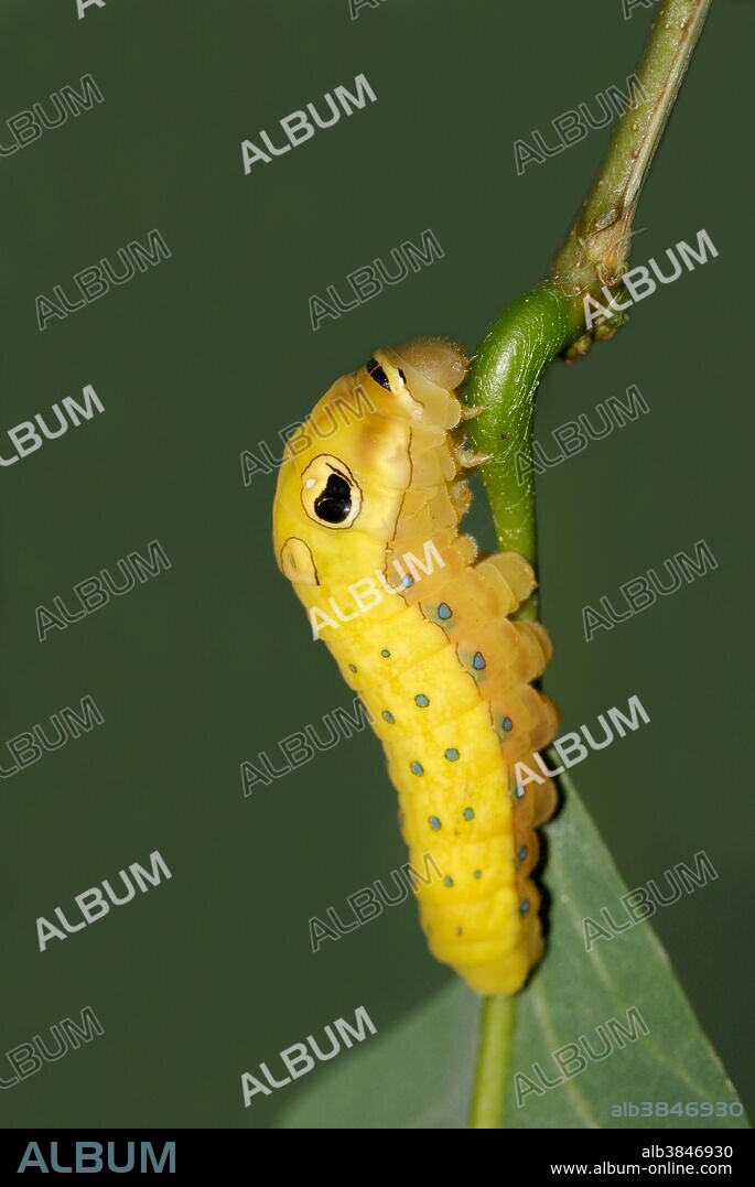 A Spicebush Swallowtail caterpillar (Papilio troilus) in final prepupal instar. The caterpillar is a snake mimic with fake eye-spots.