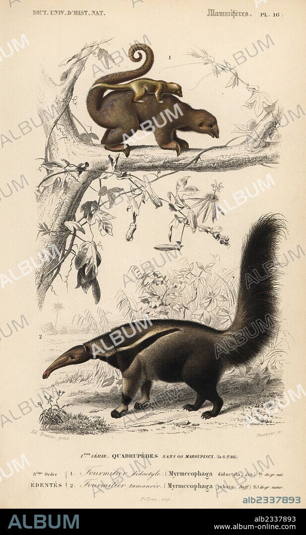 Silky anteater or pygmy anteater, Cyclopes didactylus, and giant anteater, Myrmecophaga tridactyla (vulnerable). Handcoloured engraving by Fournier after an illustration by Edouard Travies from Charles d'Orbigny's Dictionnaire Universel d'Histoire Naturelle (Dictionary of Natural History), Paris, 1849.