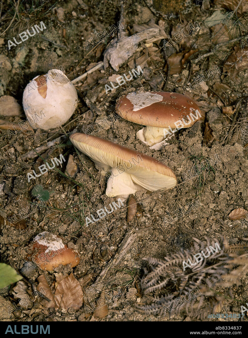 SETA-AMANITA CAESAREA- VENENOSA.
