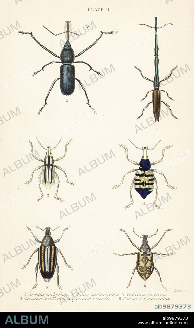 Weevils: Brentus ancharago 1, Rhina barbirostris 2, Curculio cuviera 3, Eupholus geoffroyi 4, Larinus ursus 5 and Curculio sphacelatus 6. Handcoloured steel engraving by William Lizars from James Duncans Natural History of Beetles, in Sir William Jardines Naturalists Library, W.H, Lizars, Edinburgh, 1835. James Duncan was a Scottish zoologist and entomologist 1804-1861.
