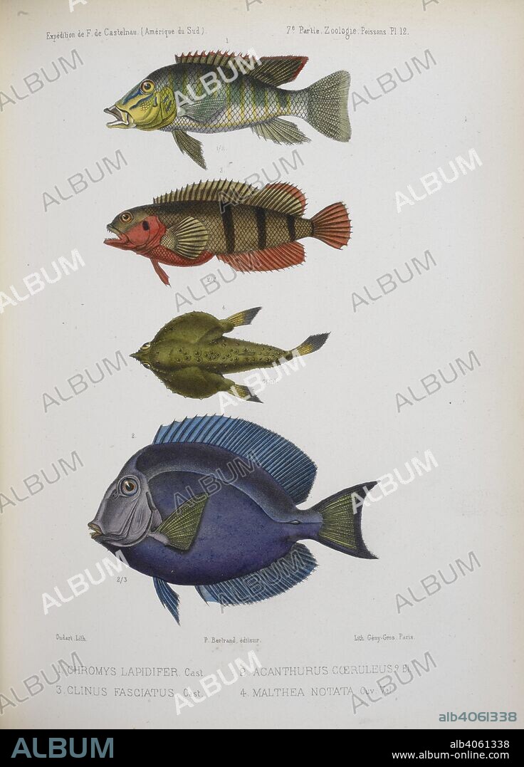 LAPORTE, FRANCIS L. DE, COUNT DE CASTEINAU. 1. Chromys Lapidifer. A cichlid.  2. Acanthurus Coeruleus. Surgeonfish.  3. Clinus Fasciatus.  4. Malthea Notata.  Fish. Animaux nouveaux ou rares recueillis pendant l'ExpeÌdition dans les parties centrales de l'AmeÌrique du Sud ... Oiseaux, par M. Å’illet des Murs. In : Laporte (F. L. de) Count de Castelnau. ExpeÌdition dans les parties centrales de l'AmeÌrique du Sud, etc. 1850. Source: 1295.i.1 vol.II plate 12.