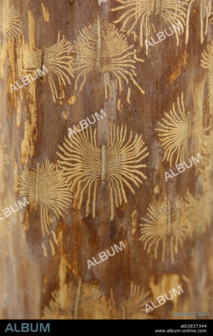 Bark Beetle (Scolytidae family) galleries under the bark of an American Elm tree (Ulmus americana) . The center of the gallery is where the eggs of this insect were laid. After hatching, the larvae bore there way away from the center, forming the radiating tunnels. Bark beetles were responsible for spreading the Dutch Elm disease fungus responsible for killing most of the American Elms in North America.