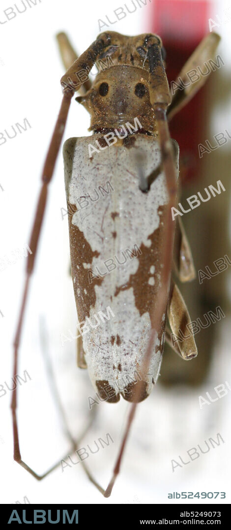 Sumatra, Corinchi Lake, Sumatra, Indonesia, Dihammus biocellatus Breuning, 1940, Animalia, Arthropoda, Insecta, Coleoptera, Cerambycidae, Lamiinae.