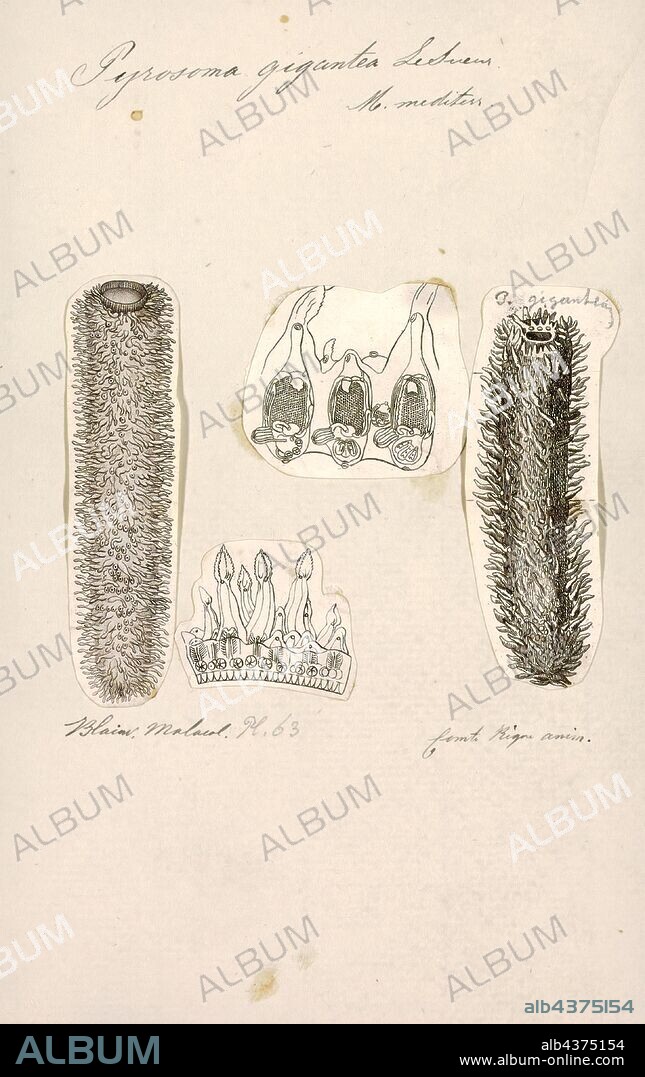 Pyrosoma gigantea, Print, Pyrosome, Pyrosomes, genus Pyrosoma, are free-floating colonial tunicates that live usually in the upper layers of the open ocean in warm seas, although some may be found at greater depths. Pyrosomes are cylindrical or cone-shaped colonies up to 60 ft (18 m) long, made up of hundreds to thousands of individuals, known as zooids. Colonies range in size from less than one centimeter to several metres in length. They are commonly called "sea pickles".