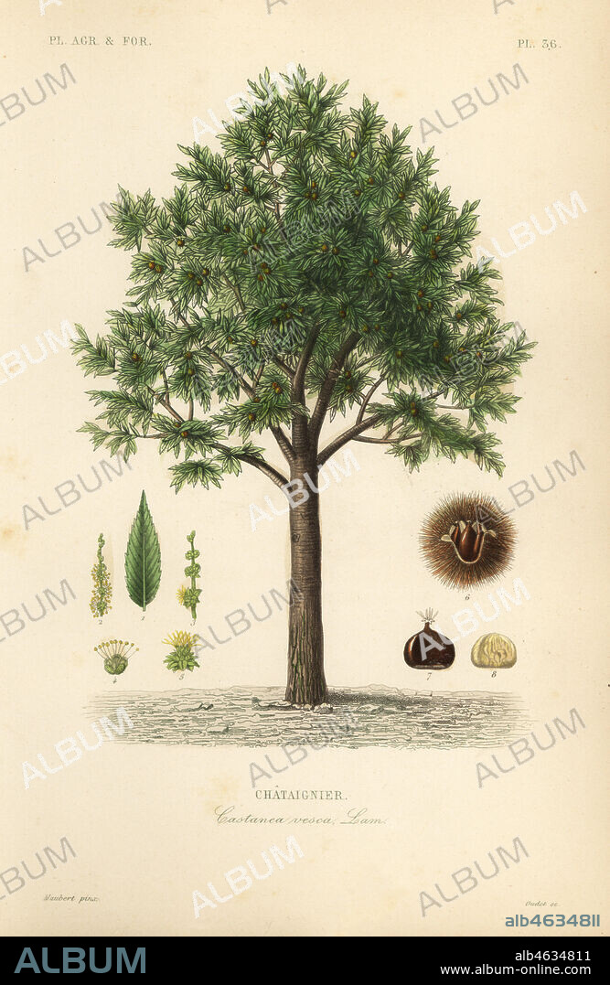 Sweet chestnut, Castanea sativa, Castanea vesca, Chataignier. Handcoloured steel engraving by Oudet after a botanical illustration by Edouard Maubert from Pierre Oscar Reveil, A. Dupuis, Fr. Gerard and Francois Herincqs La Regne Vegetal: Planets Agricoles et Forestieres, L. Guerin, Paris, 1864-1871.